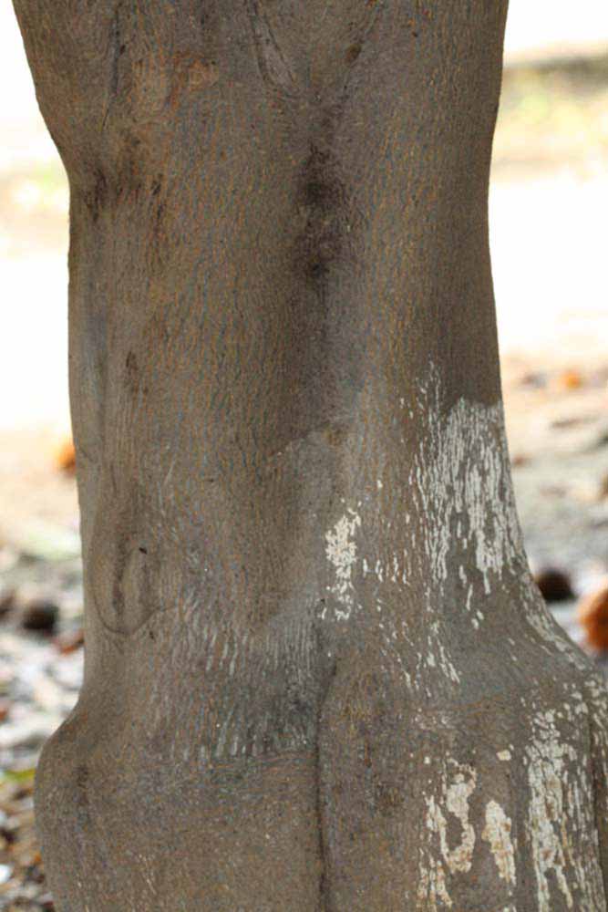            Bark (Riverside, CA)   